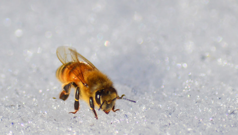 Bee landing on snow