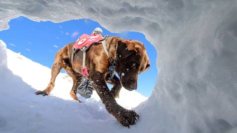 Palisades Avalanche Dog Camper working on training to detect human scent in the snow