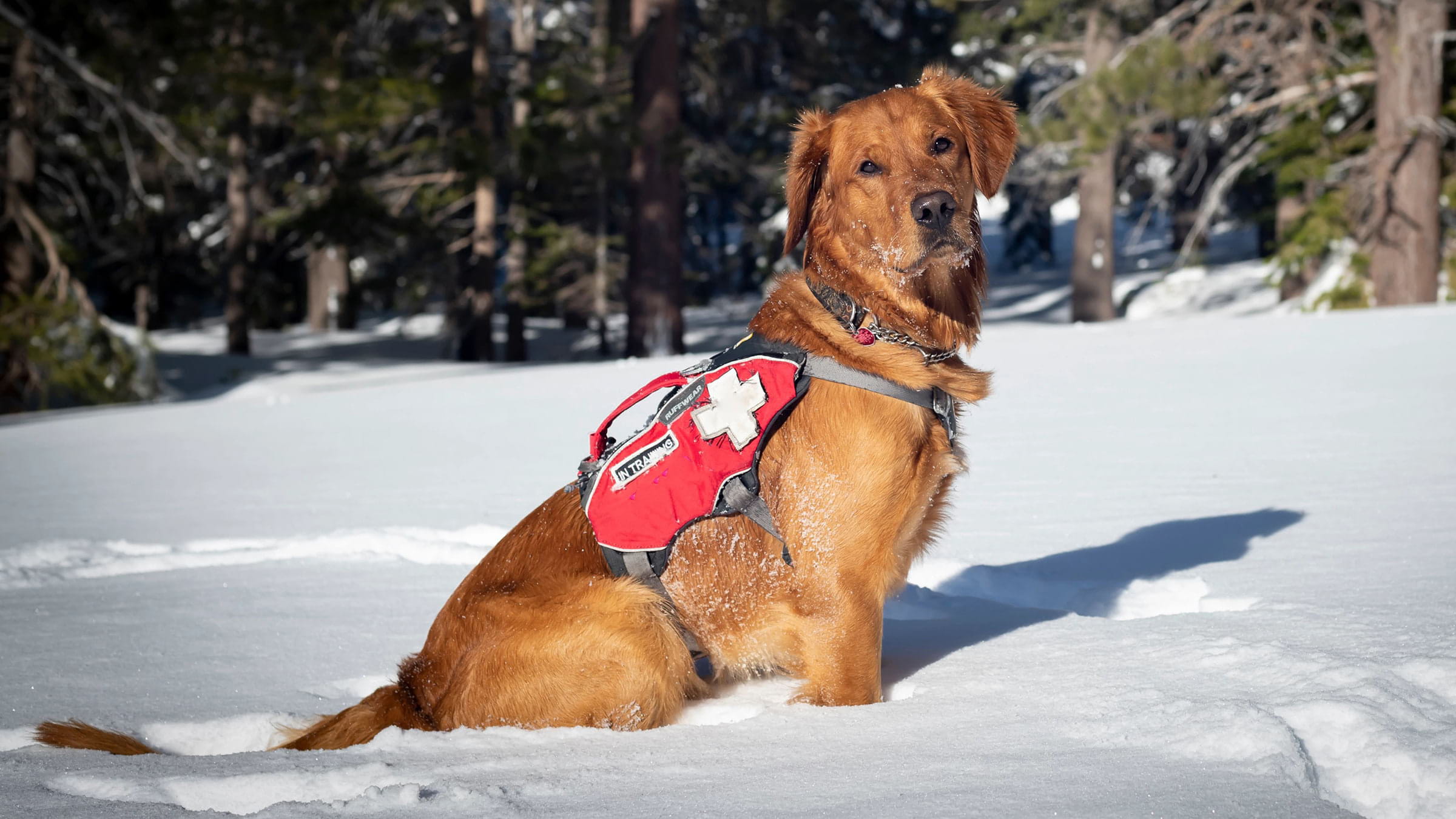 Avalanche shop dog collar