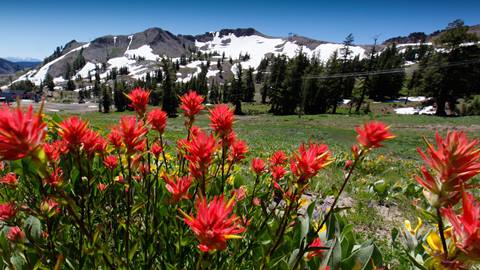 Wildflowers at Palisades Tahoe's High Camp with snowy mountains behind them in summer